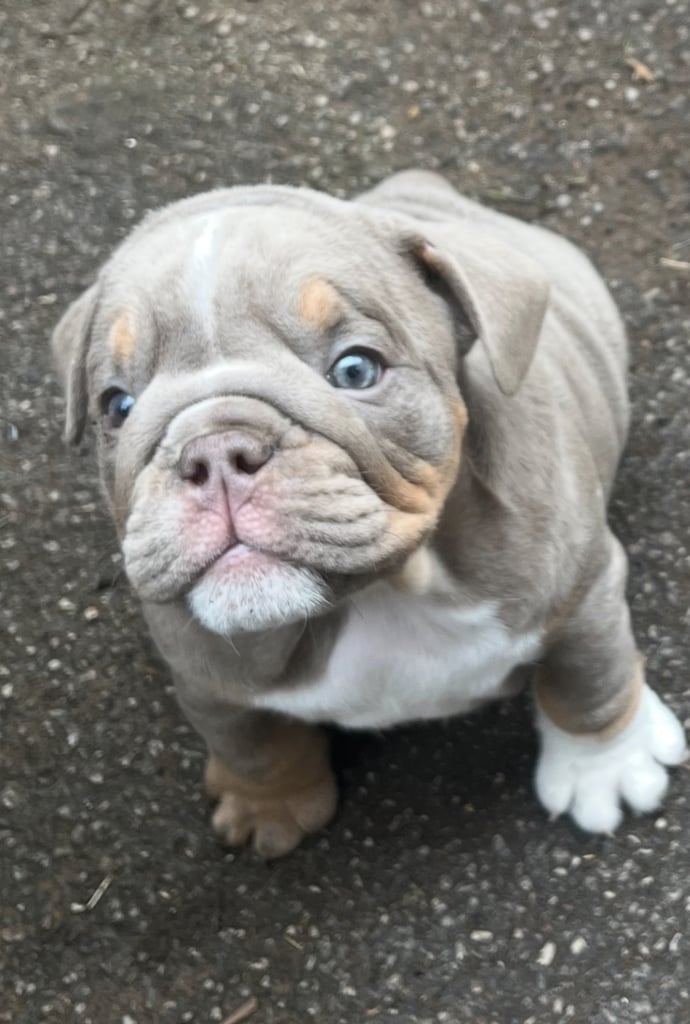 Bulldog puppies 8 weeks old