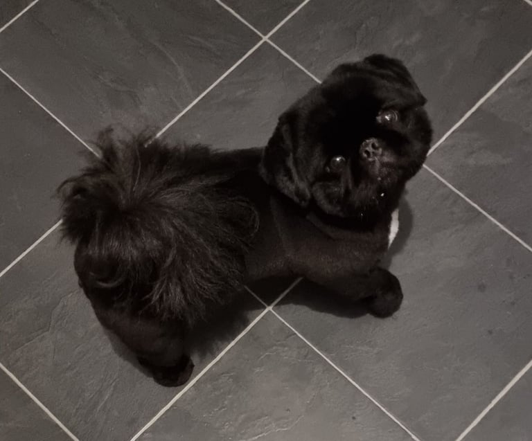 Pekingnese Dog 