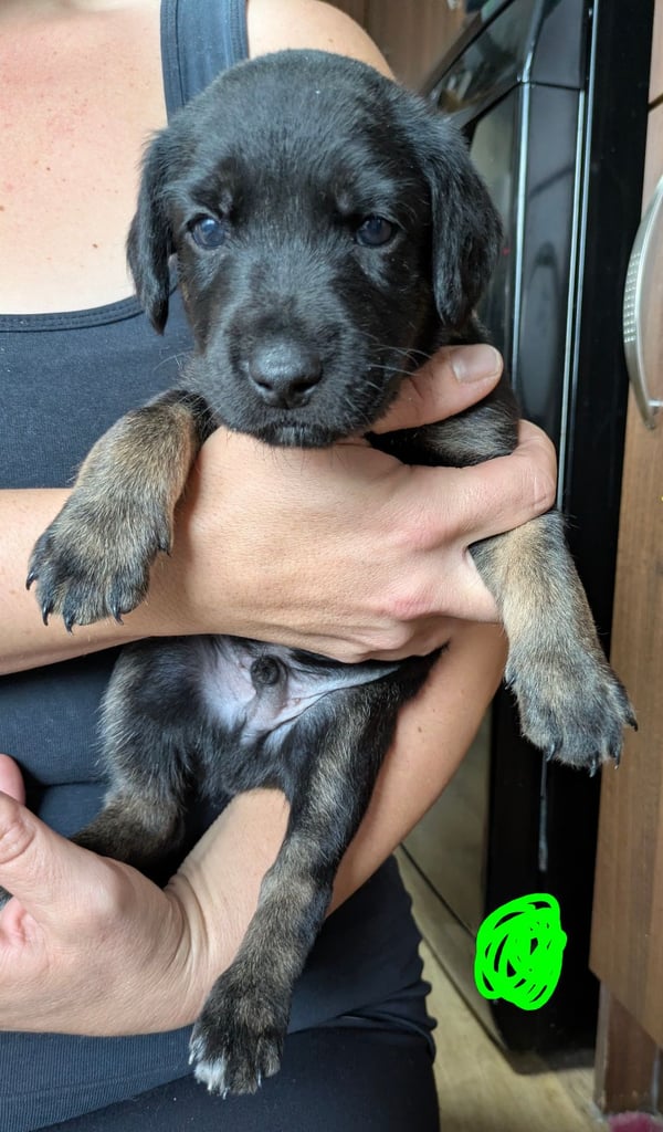 8 Springer, jack X staffy,whippet,saluki,bull greyhound puppies 