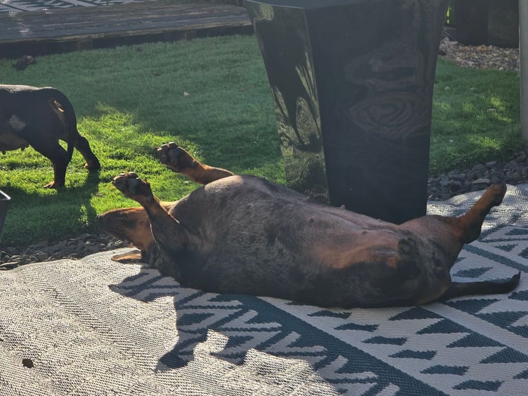 Female standard dachsund 