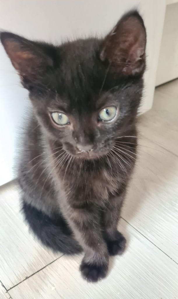 Female Kittens 10 weeks , ready for new home