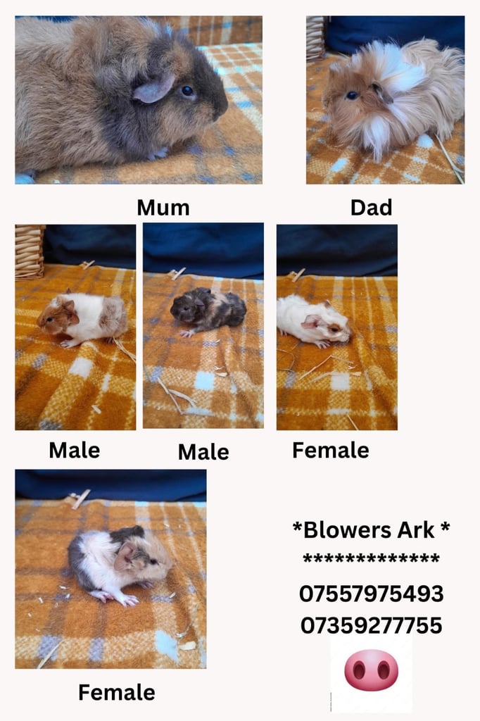 Guinea pigs for sale