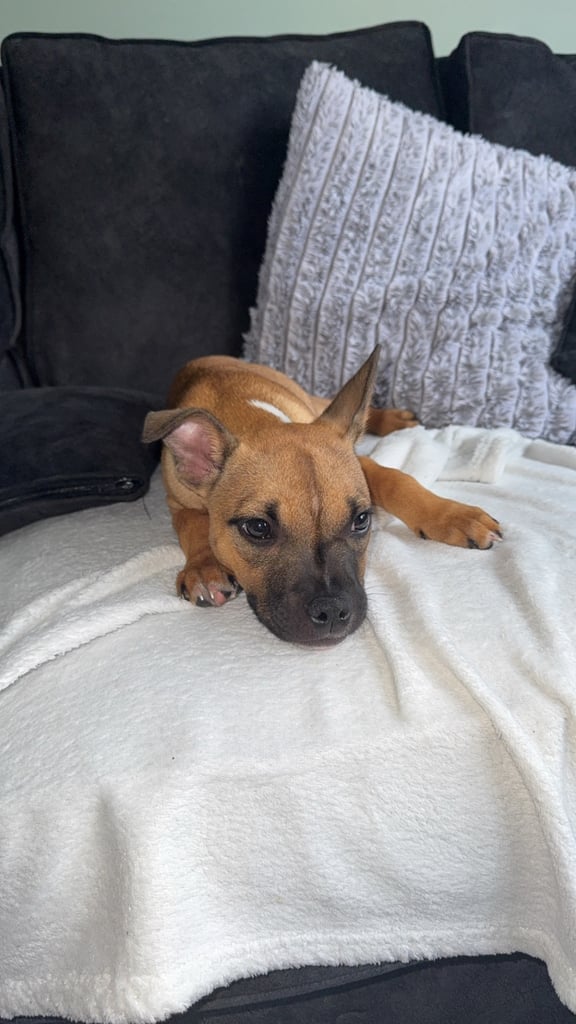 Staffy cross puppy