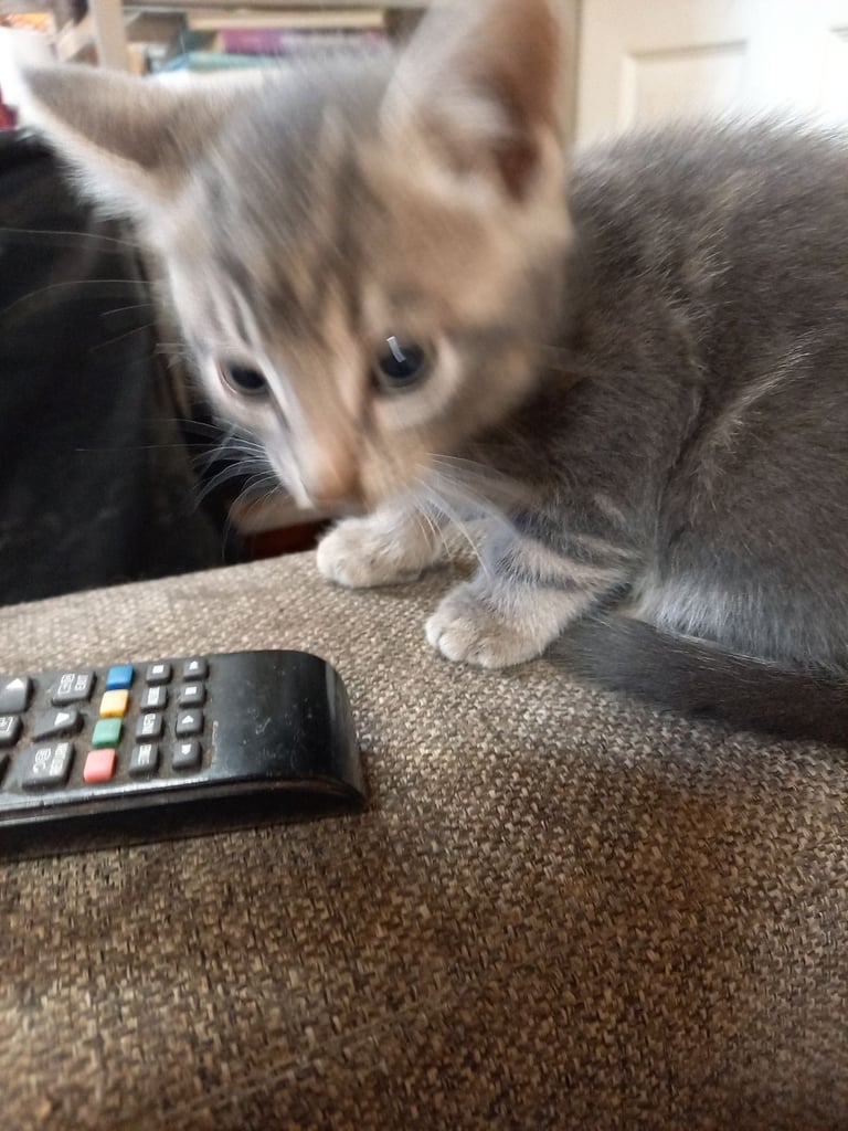 Kitten's for sale 
