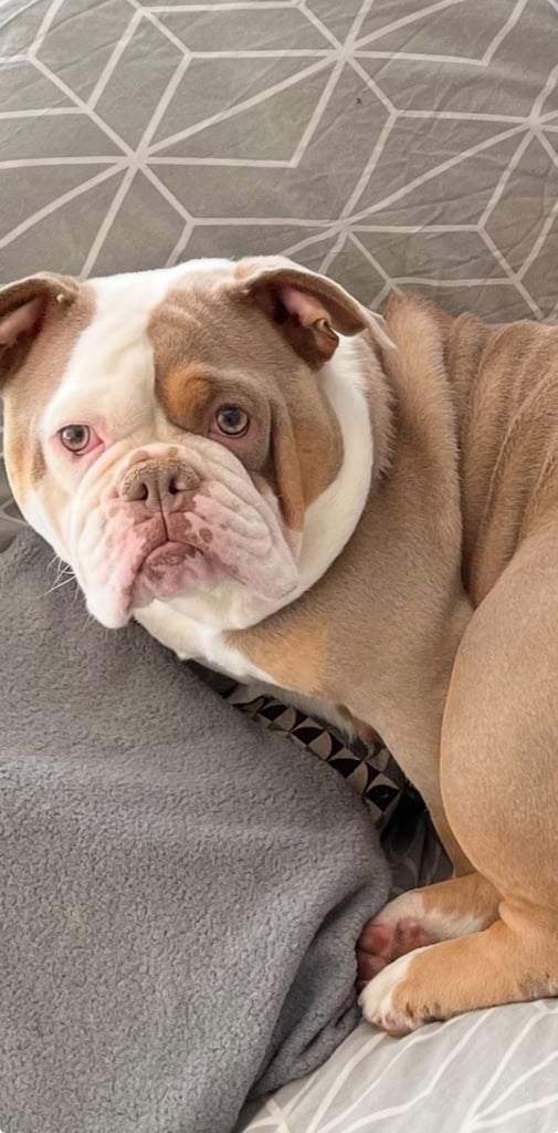 Loving old English bulldog seeking forever sofa ❤️