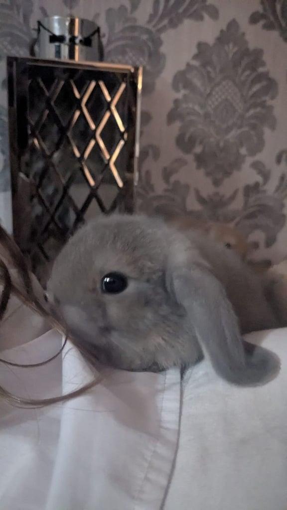 Baby mini lops for sale £60