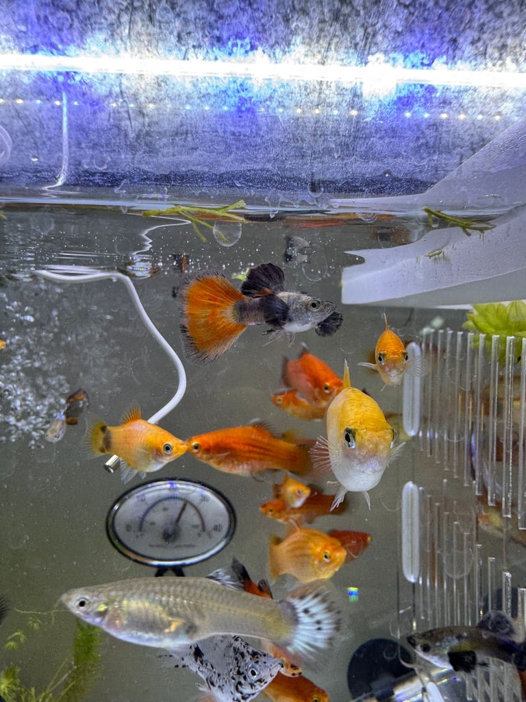 Small platys and Guppys for sale £1 each-Fish only