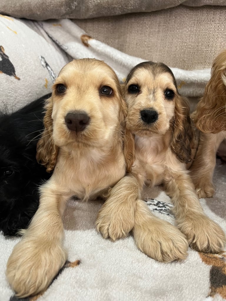 Show Type cocker spaniels