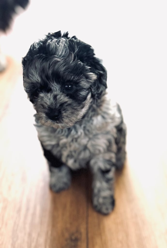 Ready Now only 2 stunning Shihpoo puppies Left!