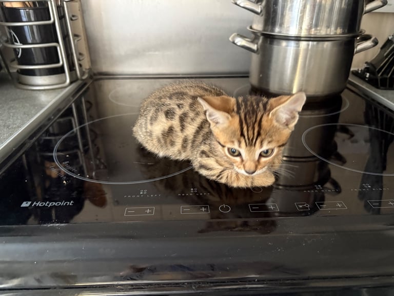 Russian Blue Bengals for Sale