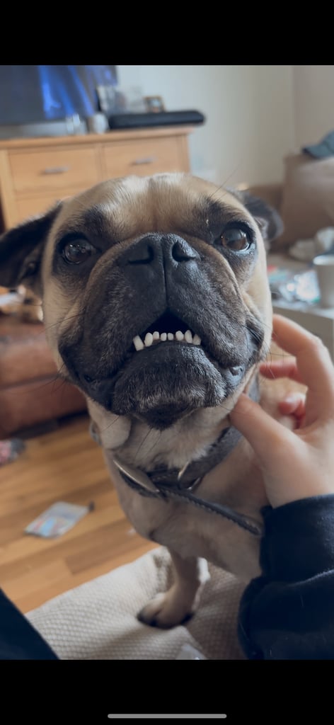 3/4 pug and 1/4 Boston terrier 