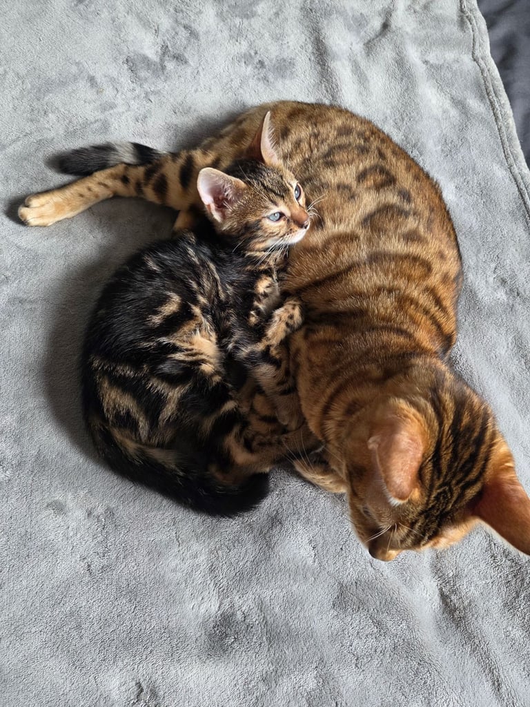 Beautiful Brown (Black) Charcoal Marbled markings