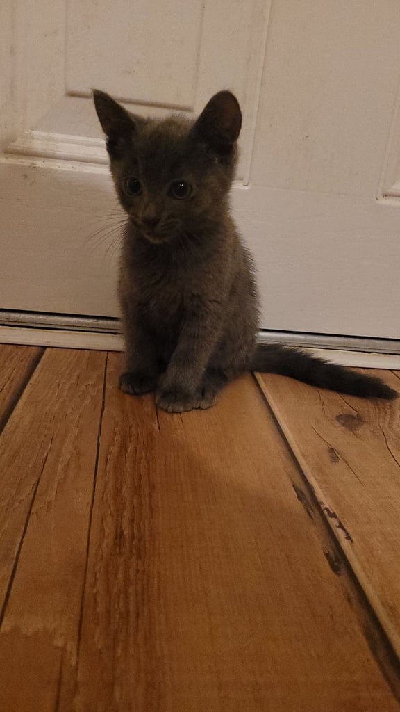 image for 3 Ragdoll maine-coon x Blue Russian kittens ready to go. £350