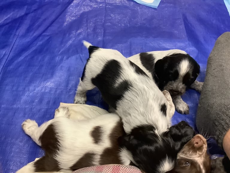 Sprocker spaniel pups