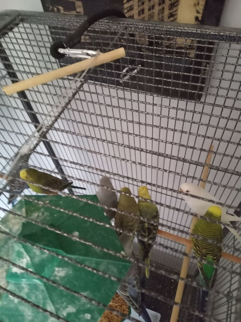 Budgies every bread budgies every bread three bread