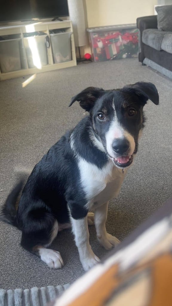 Border collie puppy