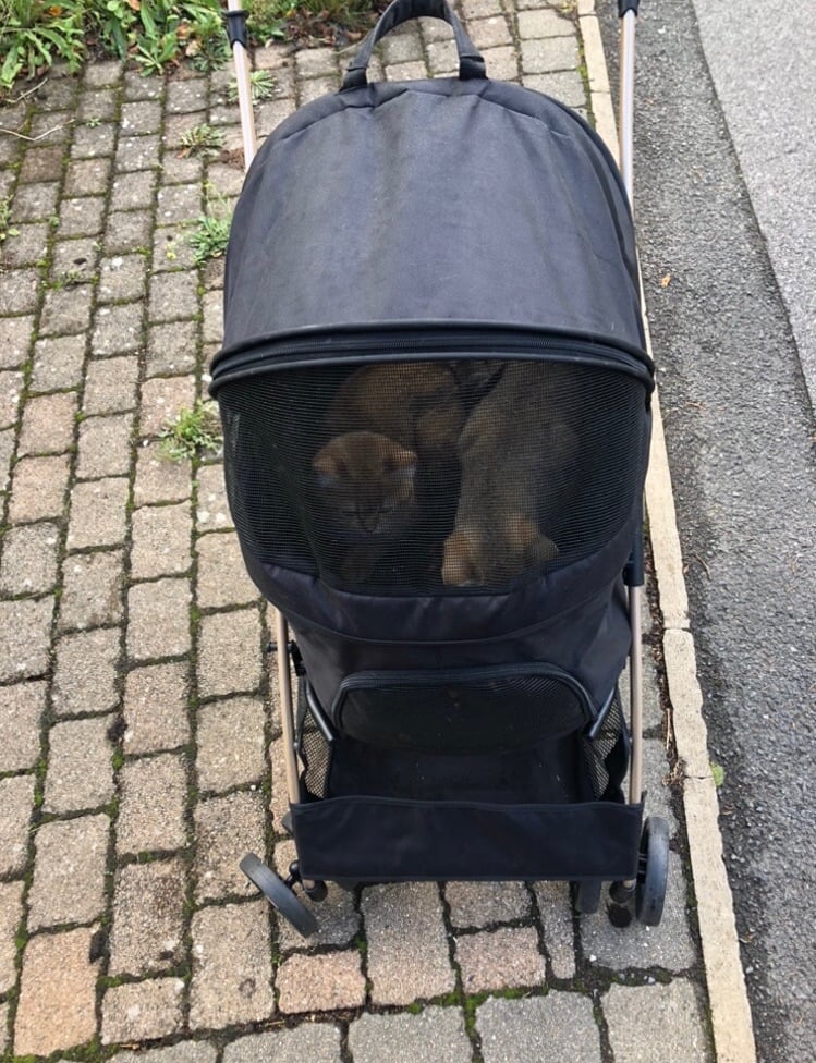 Pet stroller with gold bsh pair