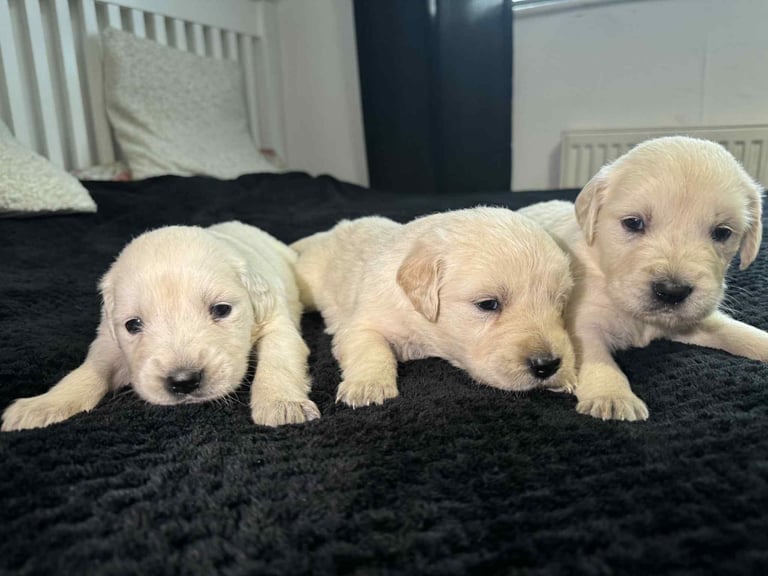 3 Golden Retriver Puppy’s 