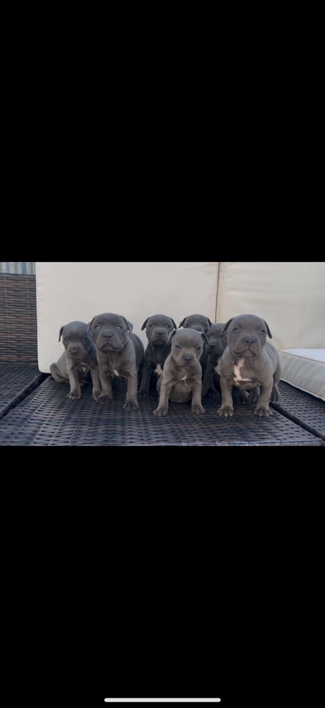 blue staffy puppies