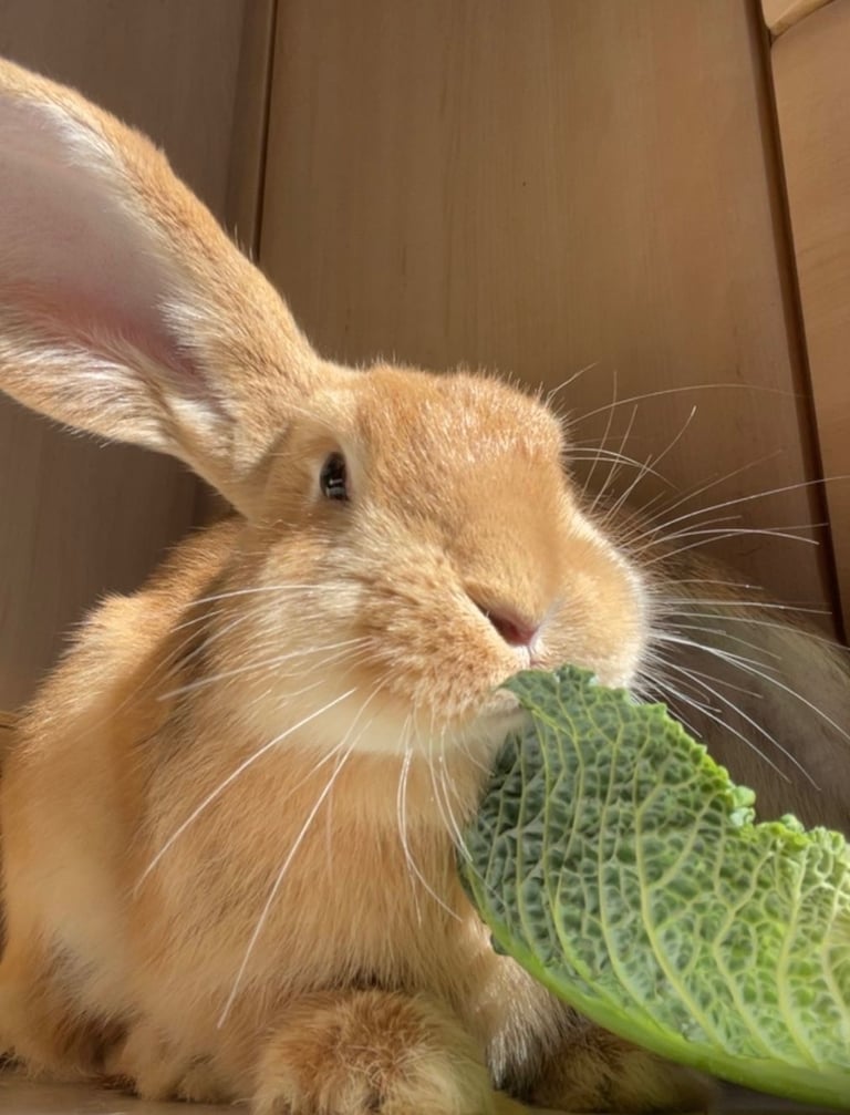 Two remaining ginger bunnies for sale