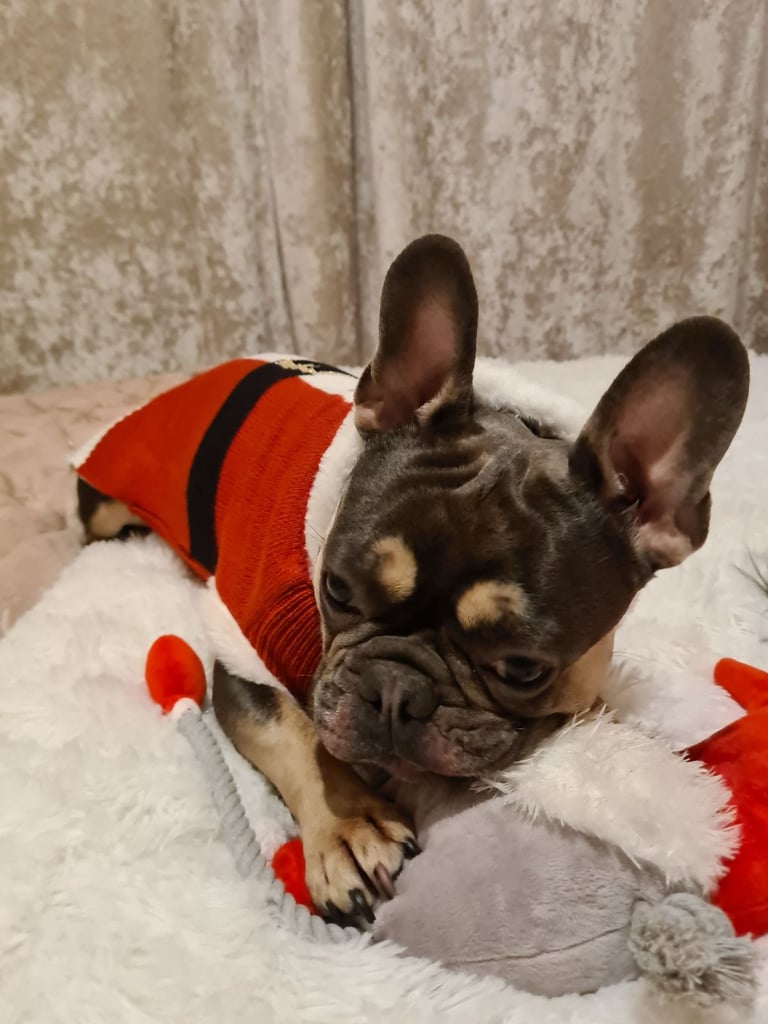 Male French Bulldog