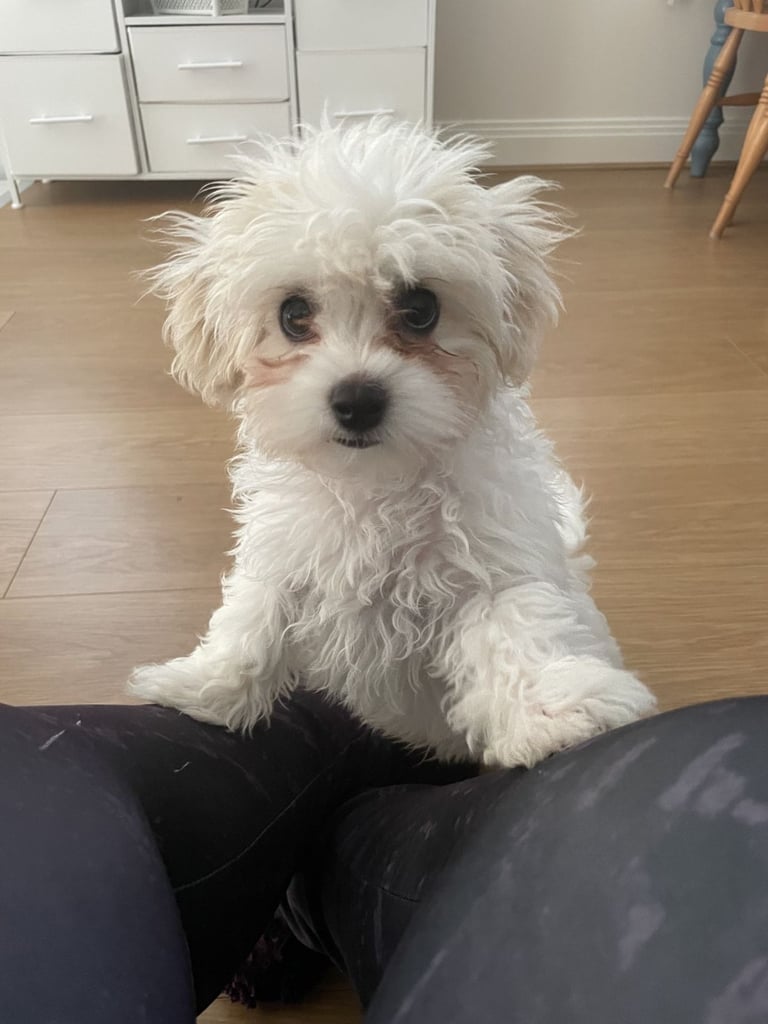 Sweet 3-Month Old Puppy for Sale