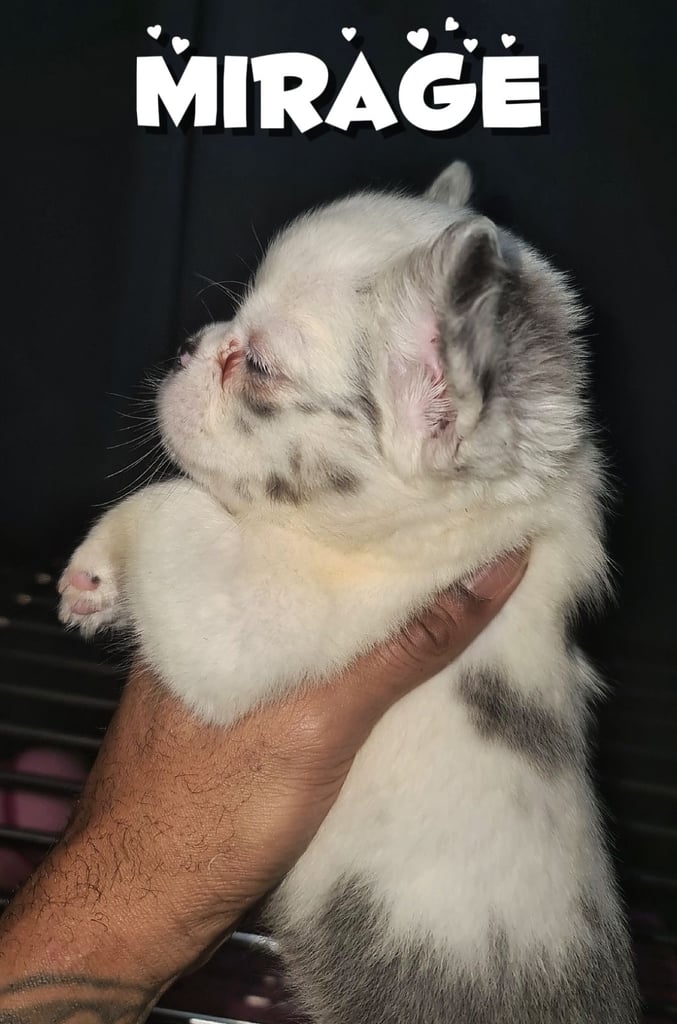  💎 7 Rare Visual Fluffy French Bulldog Puppies – Top Quality, Ready Now! 💎