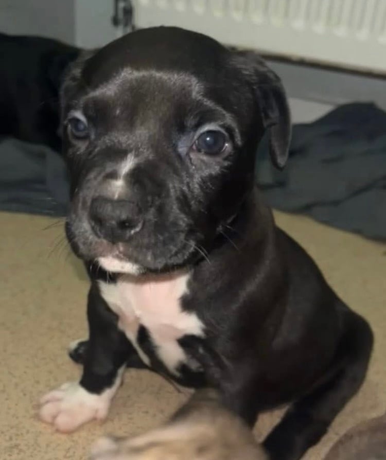 image for Bully puppies for sale 