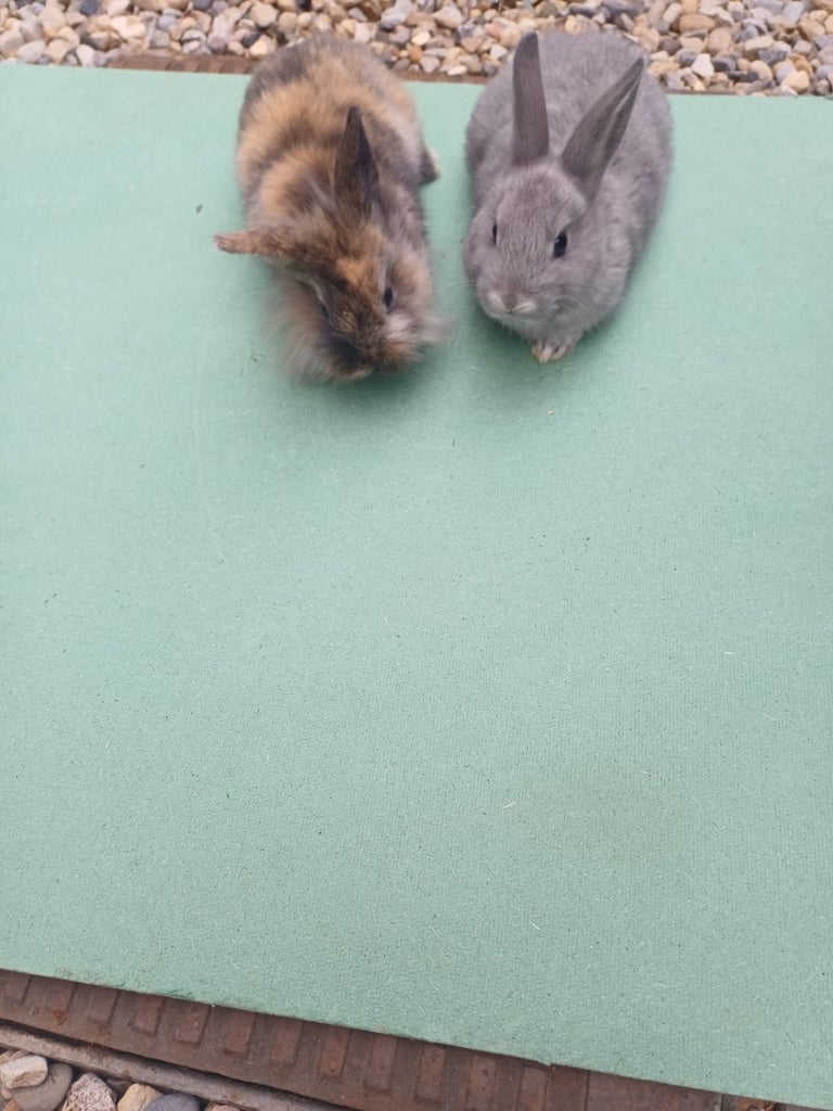 BEAUTIFUL MINILOP RABBITS
