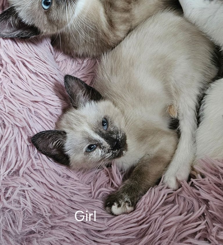 Stunning blue eyed, part pedigree kittens
