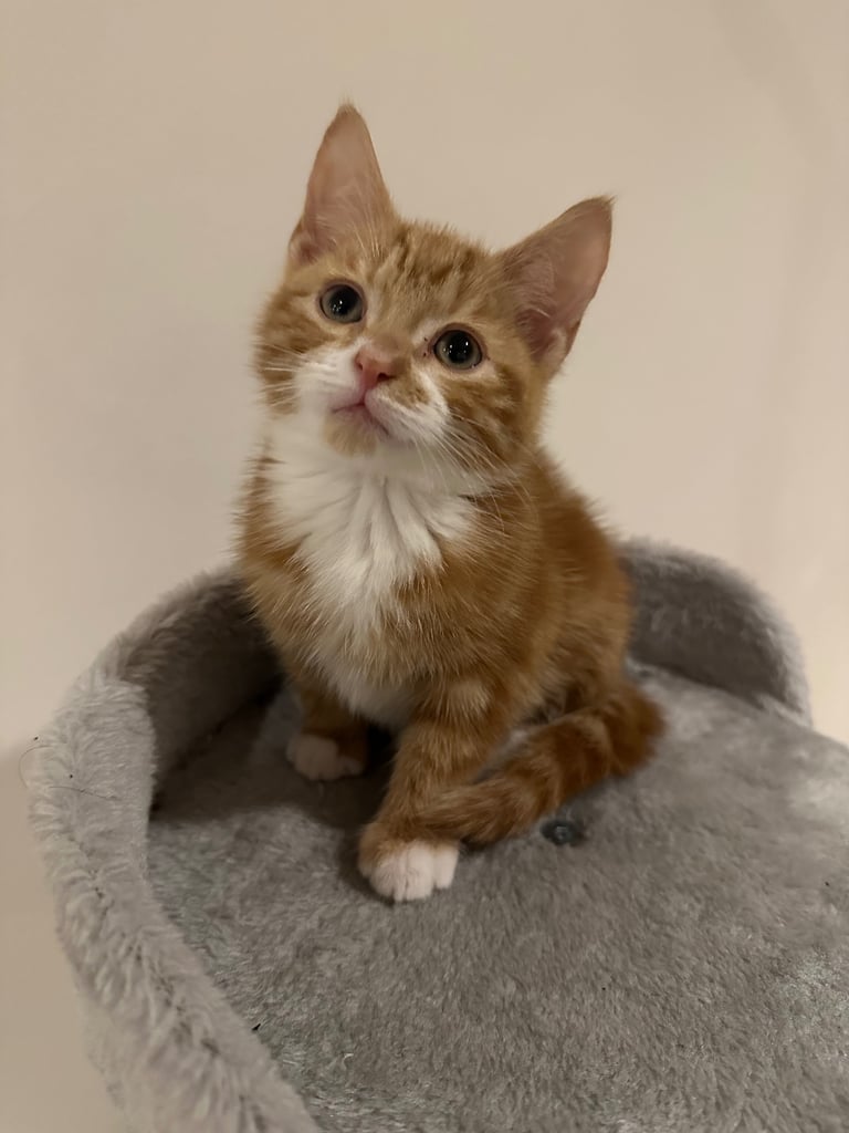 Ginger kittens available