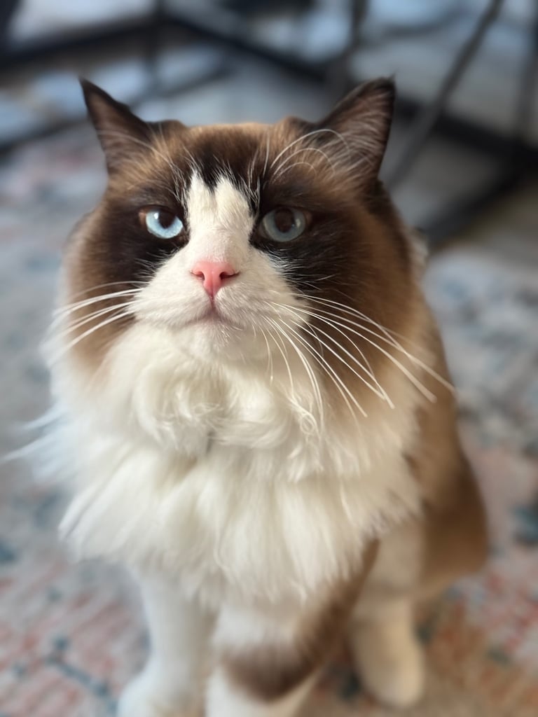 image for Ragdoll cat