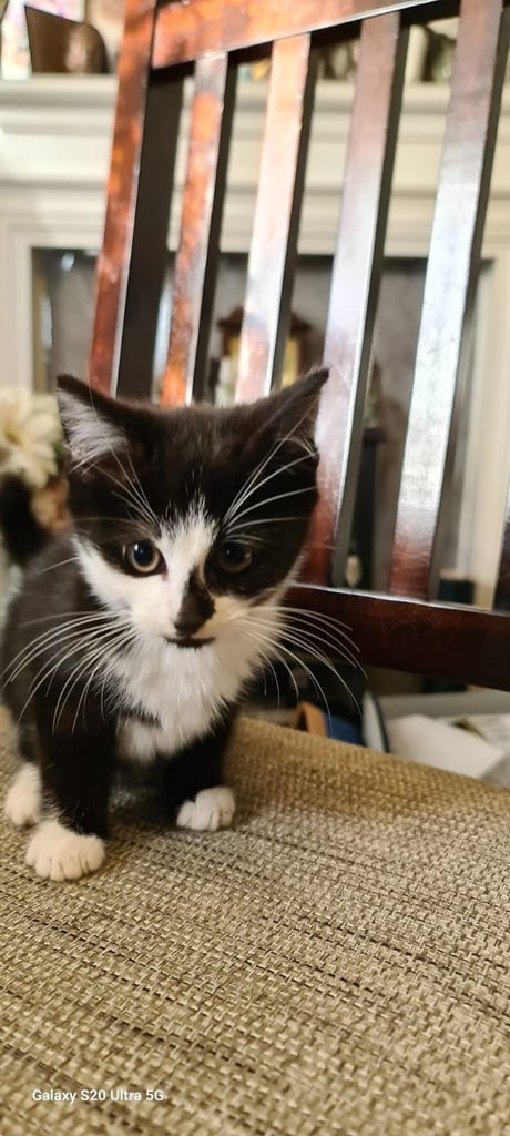 “Kittens Ready to Belong”