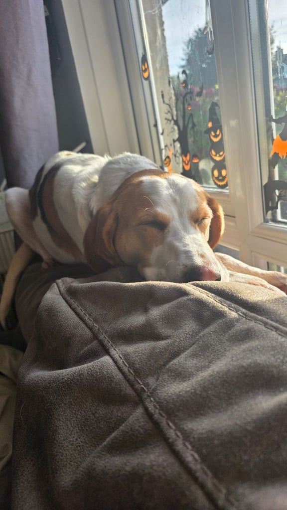 4 year old beagle cross lab 