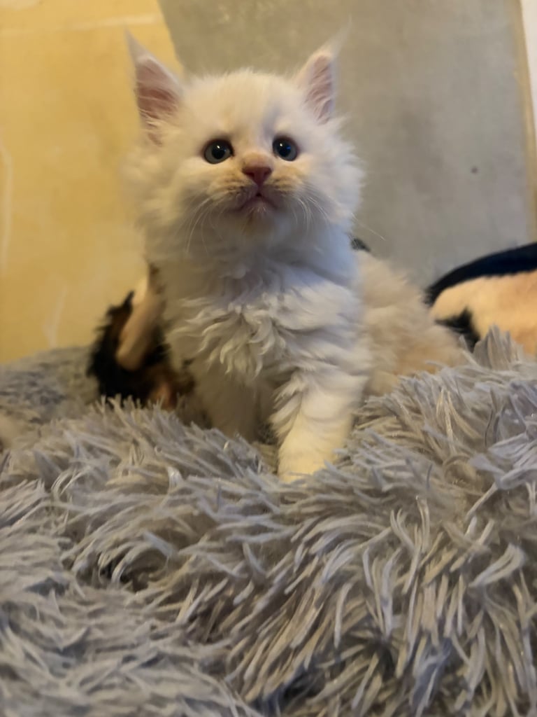 Maine coon kittens 
