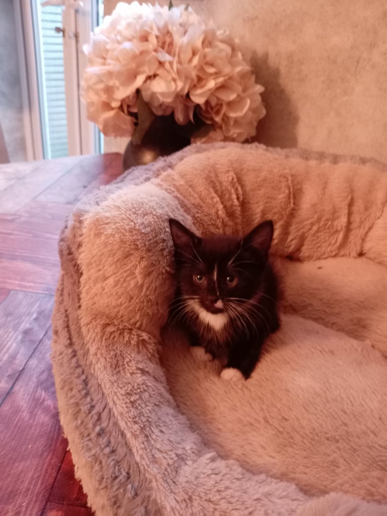 2 adorable tuxedo female kittens