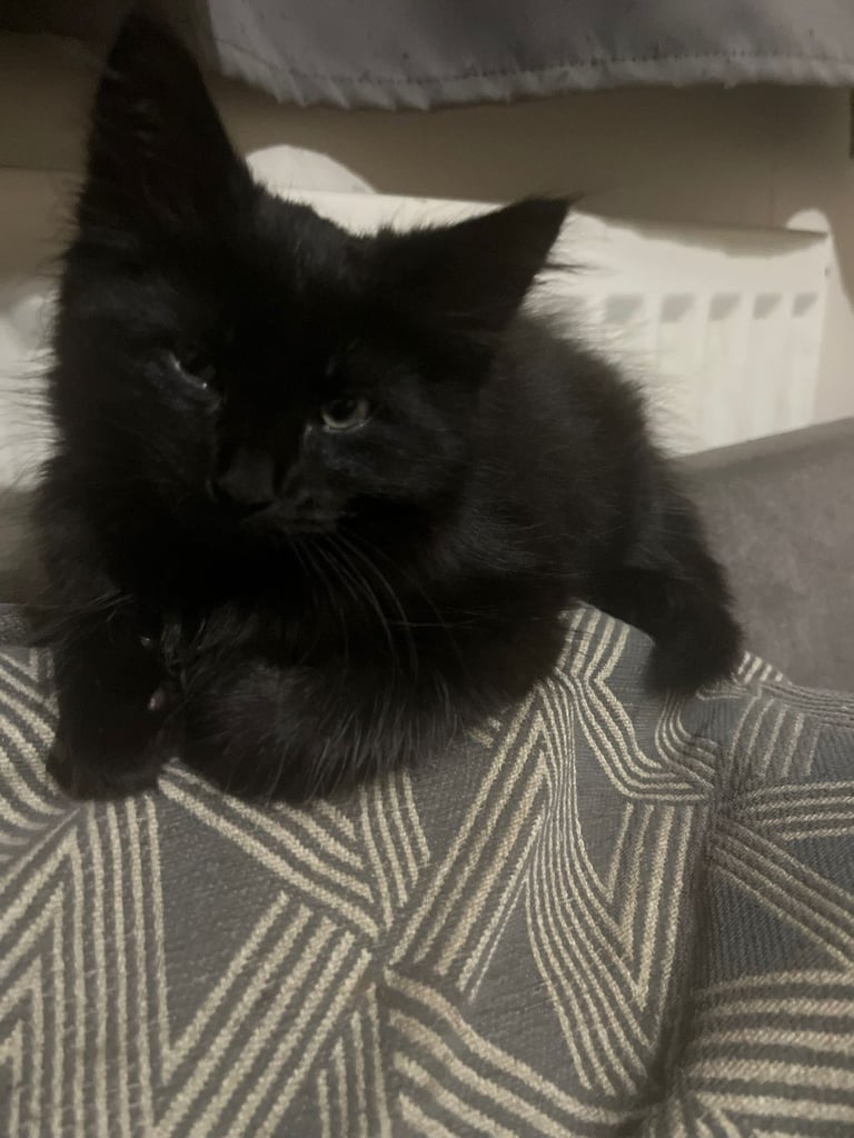 1 lonely little girl sweet kitten