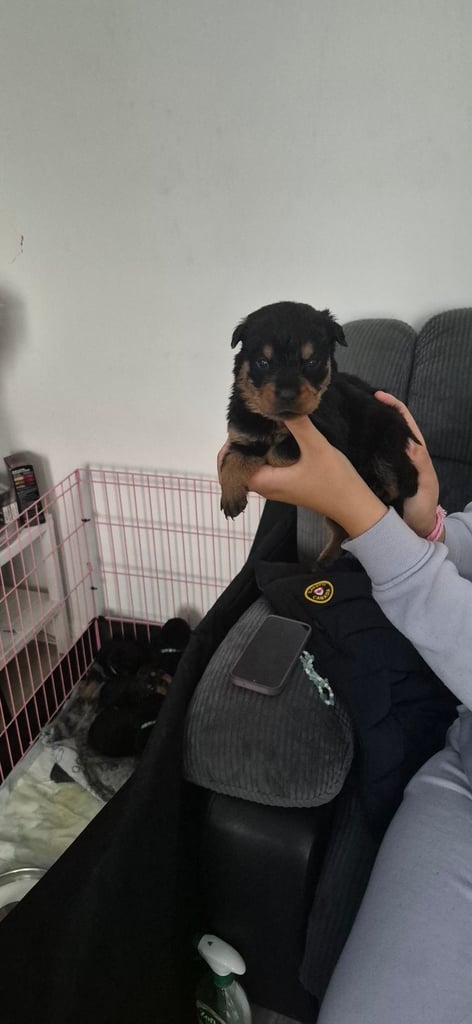 Rottweiler puppies