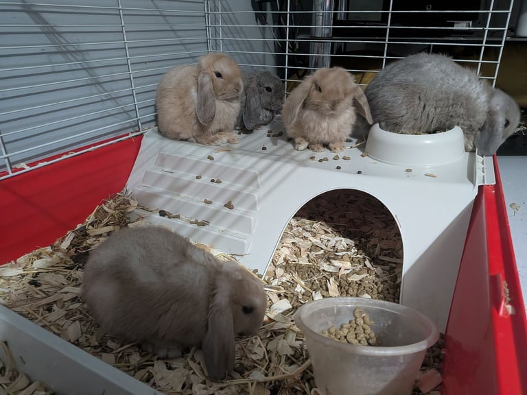 Baby mini lops for sale £60