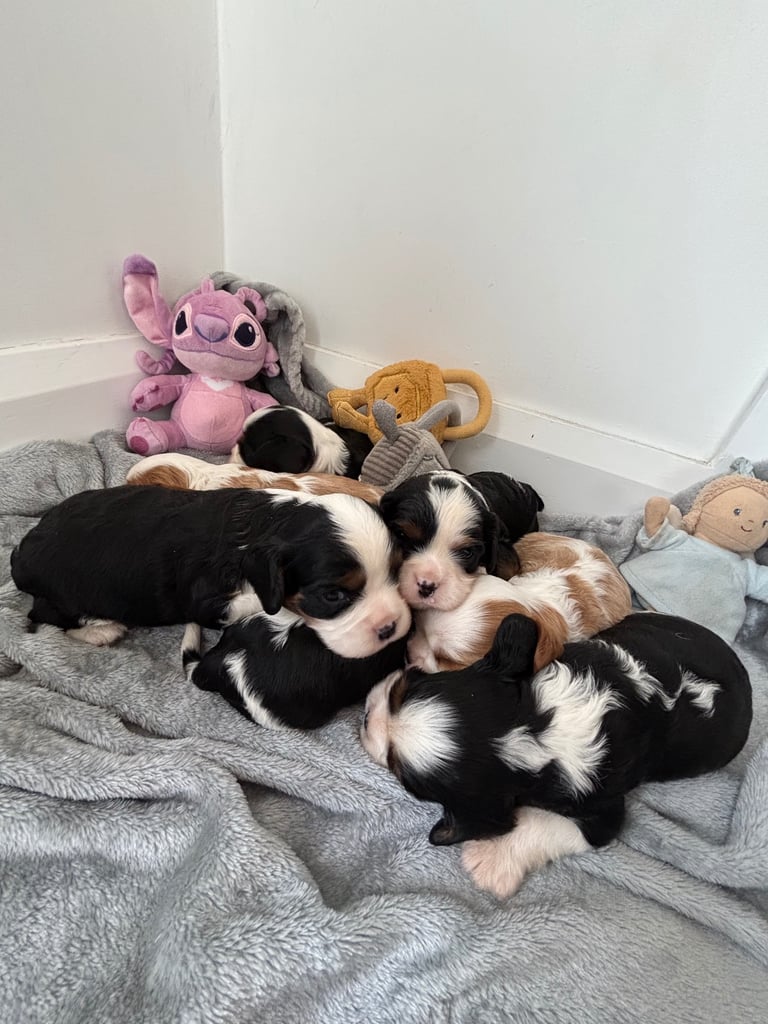 Cavalier King Charles puppies