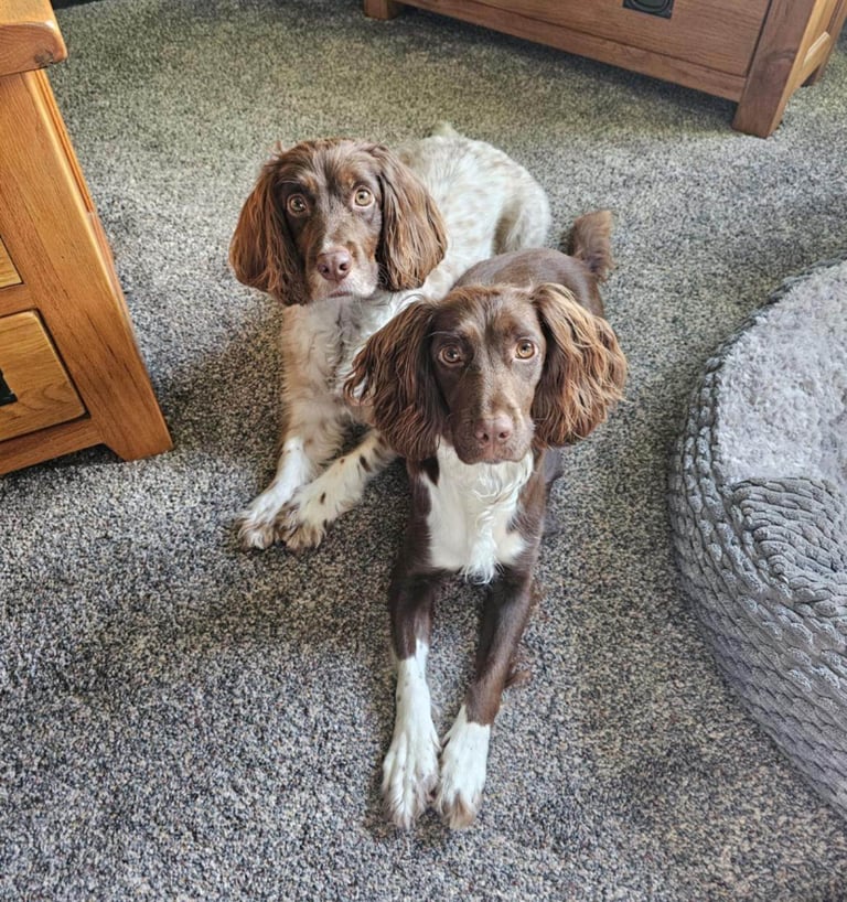 Miniature Cockerpoo Puppys