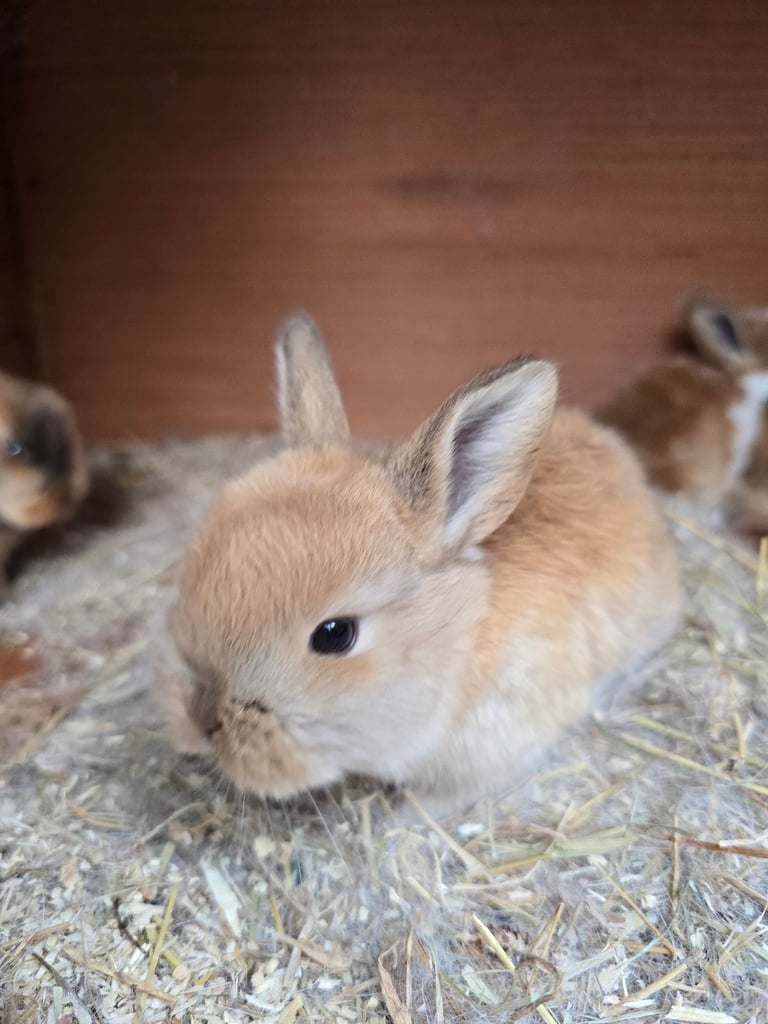 Baby Rabbits Available from 17th Nov 