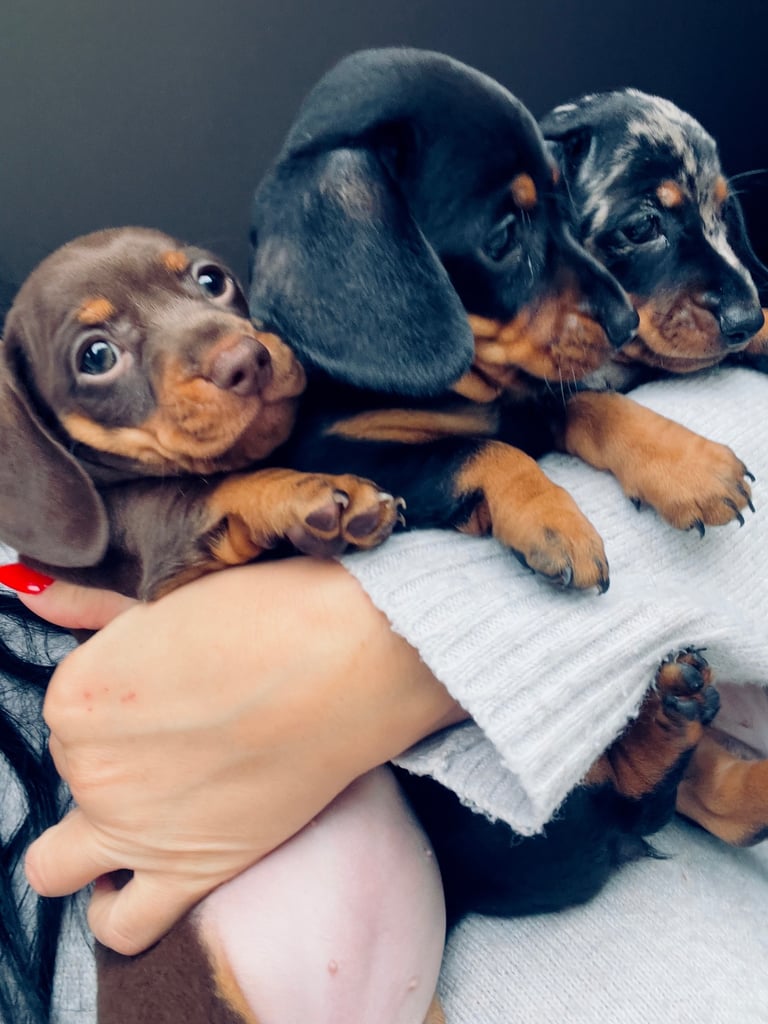 image for Dachshund Mini Puppies 