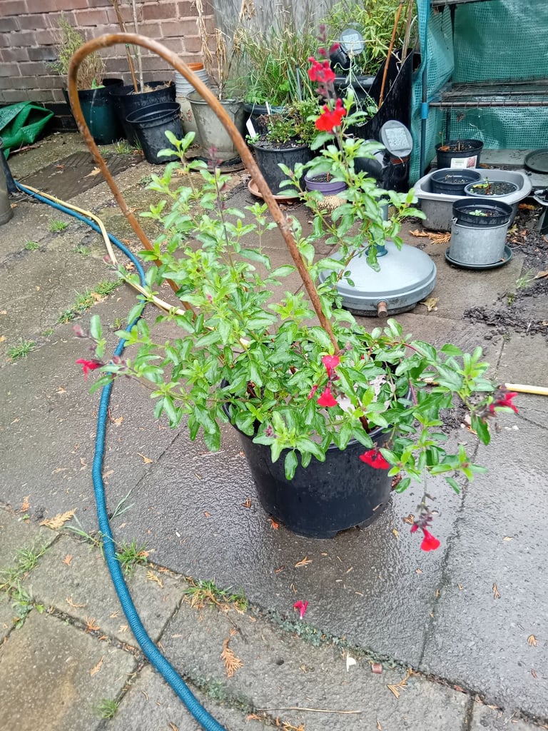 image for Salvia plant red