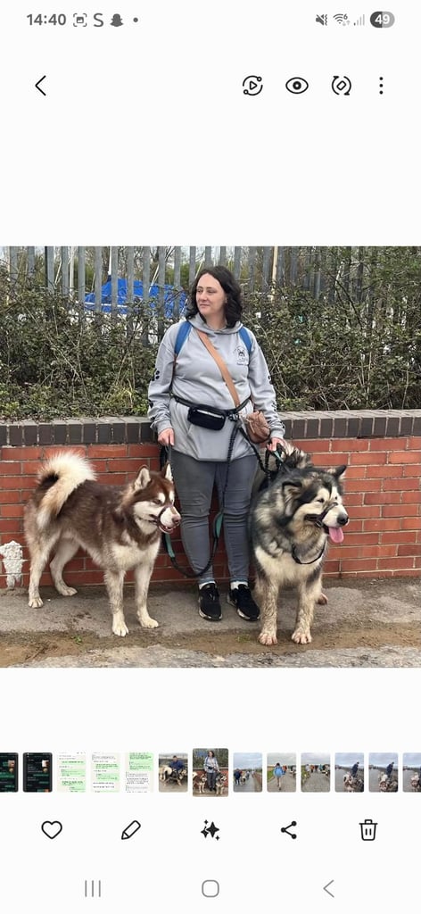 2 alaskan malamute girls ready to go now!!