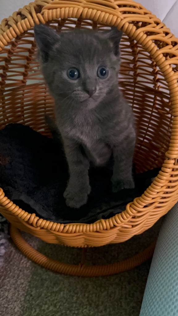 Blue bengals 