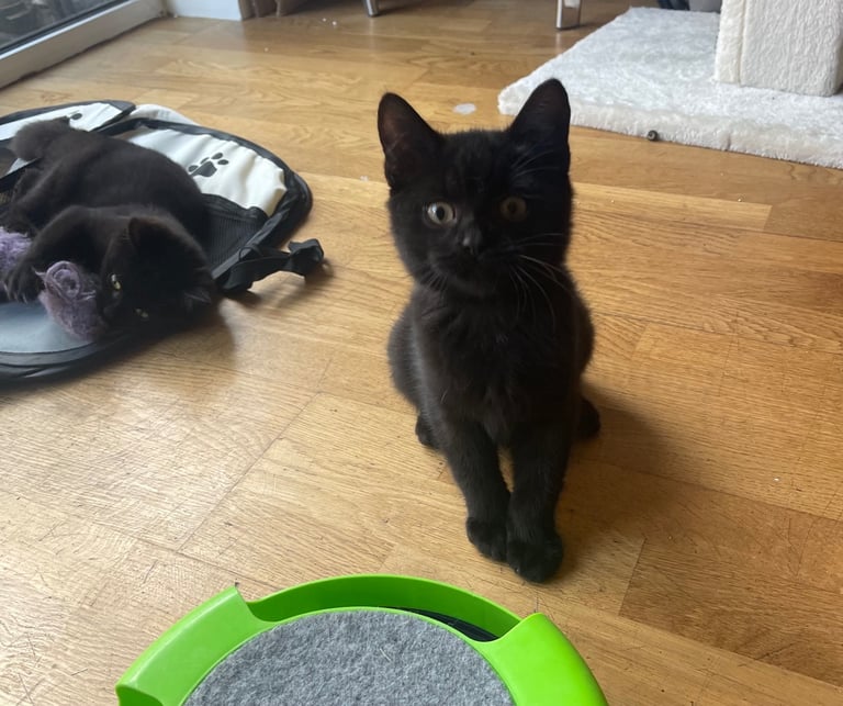 Adopt Adorable Kittens! 🐾