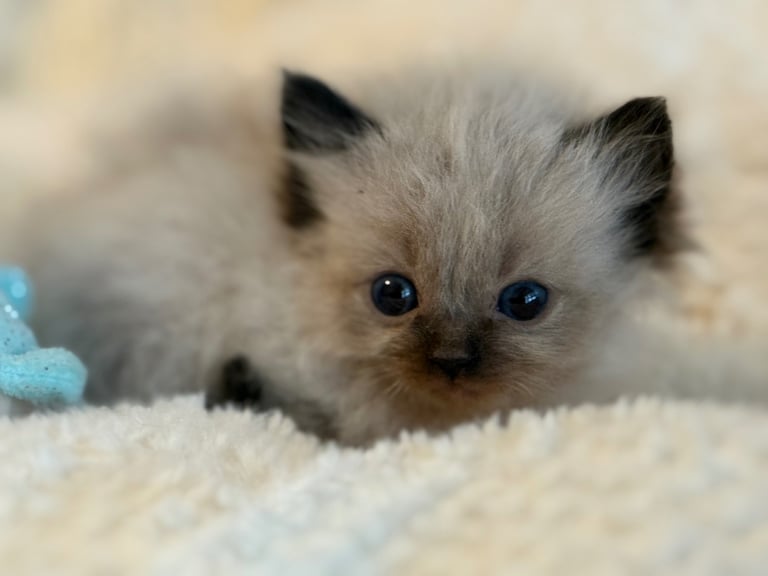 Gccf Ragdolls 🥇M&F 💙🩷 7wk 5 wk & 20wk kittens 