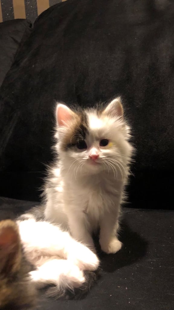 Maine coone / bengal. 