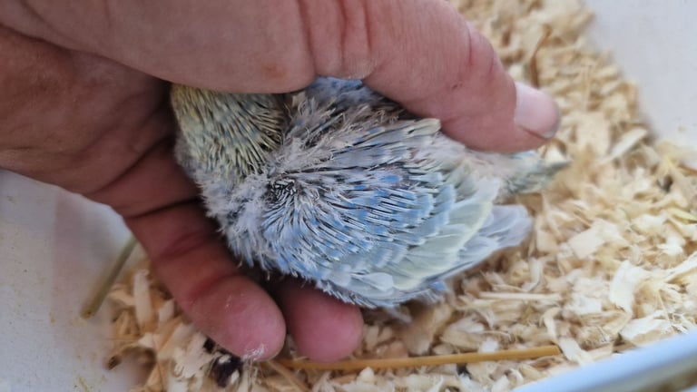 2x baby budgies £50 each